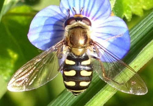 Réf. 355 084 : Eupeodes sp.